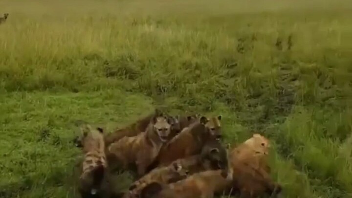 The lioness was besieged by a group of hyenas, but fortunately reinforcements arrived at the critica