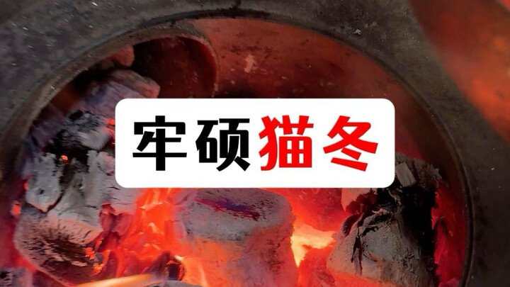 Tại sao mùa đông lại gọi là “mèo đông”?
