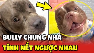 Sen bất lực với 2 chú chó BULLY có TÍNH NẾT NGƯỢC NHAU 😂 | Yêu Lu