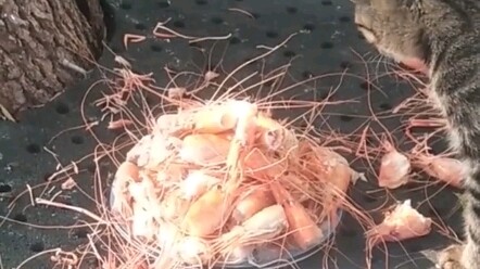 ร้านค้าข้างทางให้อาหารแมวจรจัด แมวมองหัวกุ้งแล้วเหมือนกำลังครุ่นคิดอะไรอยู่