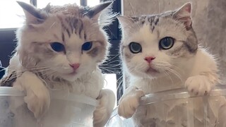 Saya memandikan dua kucing sekaligus, dan kucing-kucing itu mengapung.