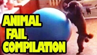 Funny Animals Videos : Animal Fail Compilation 2012