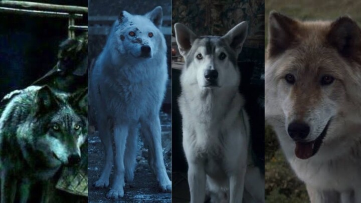 รวมเหล่าหมาป่าโลกันตร์จากซีรี่ย์ Game of Thrones