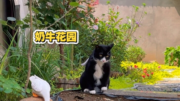 Về chuyện mèo sữa Lý Bảo Khố về làng, đắm chìm trong vườn hoa không chịu ra