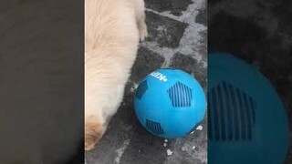 Cute dog golden retriever