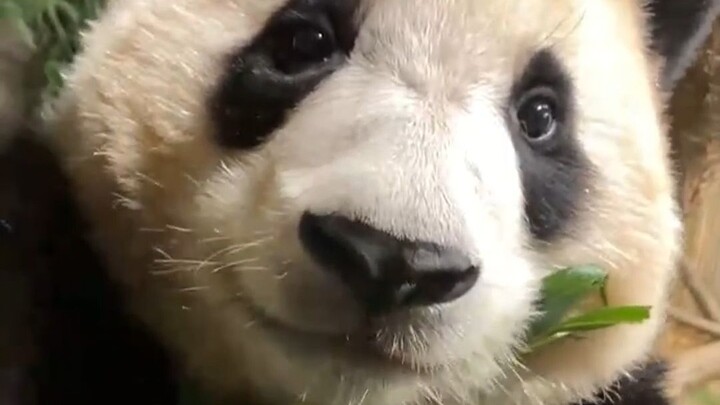 Ông ơi, sao ông cứ phải dí máy quay lên mặt Phúc Bảo để quay video vậy! Cùng tận hưởng màn ăn uống A