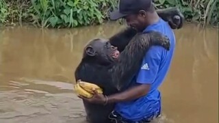 Citron, a chimpanzee who was rescued and returned to the wild in Cameroon, Africa, recognized Fiston