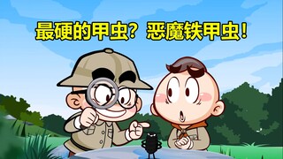 【唐唐】涨知识！昆虫中的“硬汉”恶魔铁甲虫