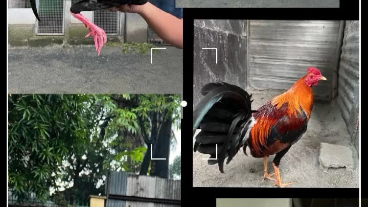 flex 💪 lng mga Nokis FVO .