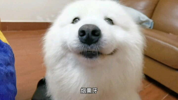 To have this little seal in my life must be the blessing I earned in my past life!