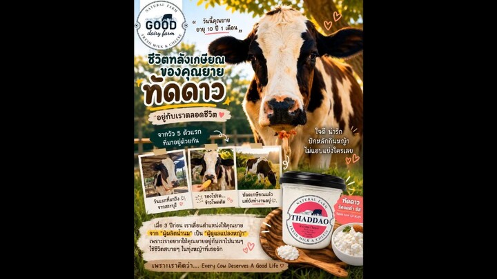 เมื่อแม่วัวเลิกให้นม...ชีวิตของเขาเป็นอย่างไร? #gooddairyfarm #กู๊ดแดรี่ฟาร์ม