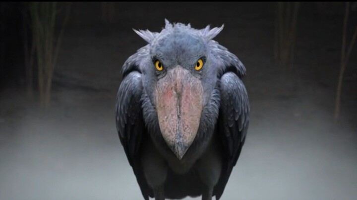 The prehistoric bird that still lives among us today