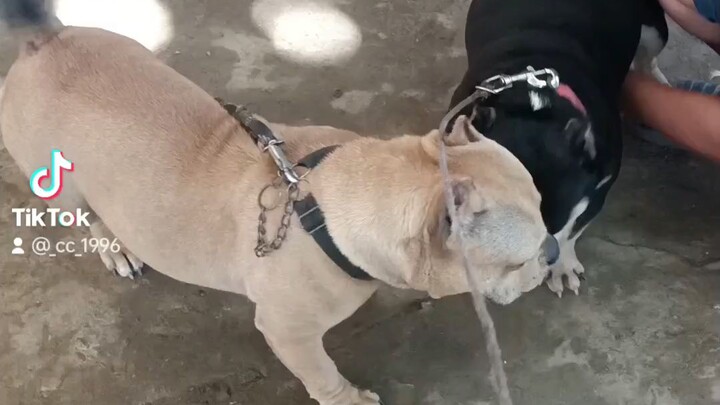 febibig. by Cerberus#dogs#pets #bully#iloilo