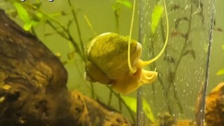 Siput yang suka bermain "terjun payung" di dalam air