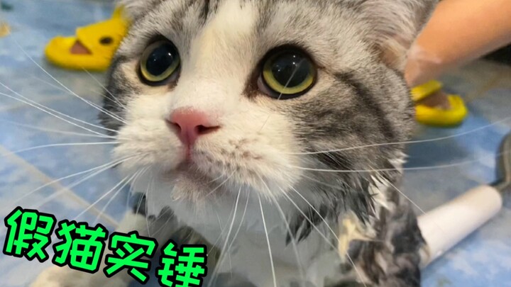 猫猫洗澡能有多乖？这怕是只玩具猫吧！