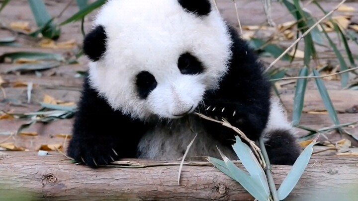Animal | How Adorable Panda Huahua Is?