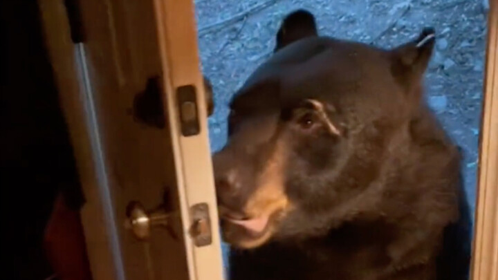 Seorang gadis di luar negeri menyelamatkan dan merawat seekor beruang hitam, yang kemudian sering ke