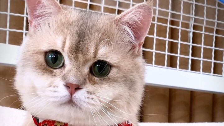 يبدو أنني اقتنيت قطة كوي، هيا نتمنى جميعًا أمنية معًا!