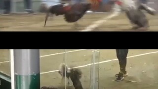 My 2x Winner RGM BULIK. (TAGLAY ANG GALING )