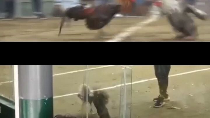 My 2x Winner RGM BULIK. (TAGLAY ANG GALING )