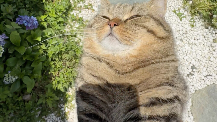 Does the cat know it’s hot, after all?
