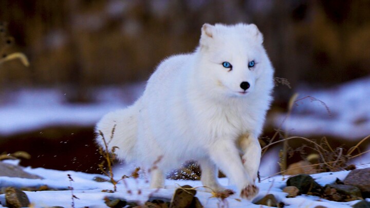 I’m a fox who’s been cultivating for a thousand years...