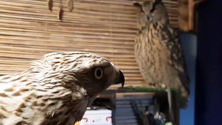 An owl squares off against a goshawk—such composure! This bird has seen it all!