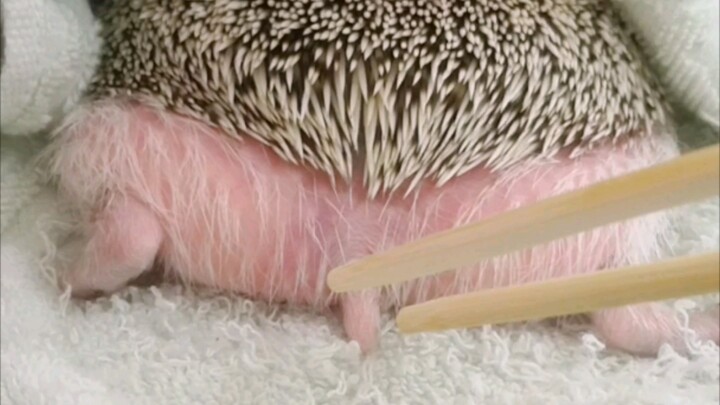 [Hedgehog] Are you ready to let the little pp melt your heart?