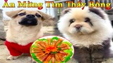 Dương KC | Bông Bé Bỏng Ham Ăn #23 | chó thông minh vui nhộn | funny cute smart dog pets Thú Cưng TV