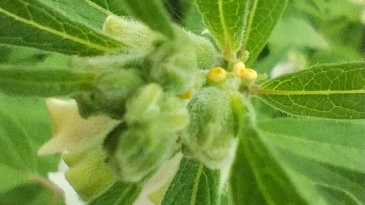 A Whispering Green: The Quiet Journey of a Sesame Flower 🌿