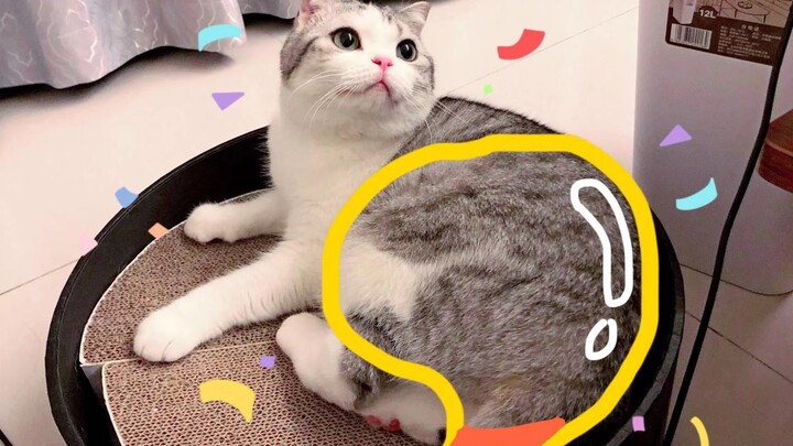 【Thường ngày】Vì sao cô mèo mũm mĩm tuổi thanh xuân lại từ chối ăn uống? Hóa ra mục đích cuối cùng là