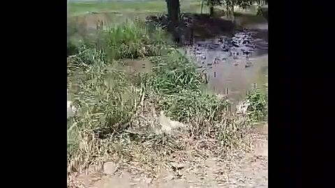 tropana kasarap kasama