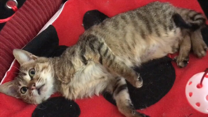 Sprinkled catnip into my cat’s favorite cushion… So exciting! Feels like I’ve reached the peak of ca