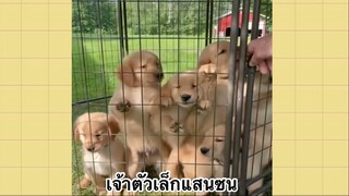 เพื่อนตัวน้อย สัตว์เลี้ยงแสนซน : เจ้าตัวเล็กแสนซน