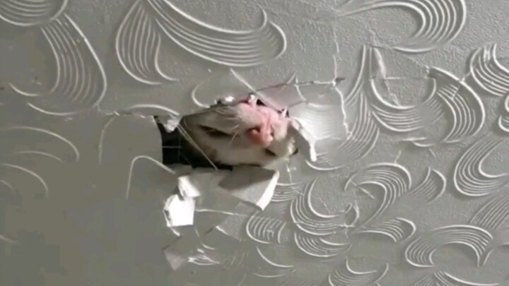 Nghe nói bạn muốn nuôi mèo?