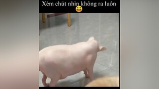 Lúc đầu mọi người nghĩ là con gì 😆vuinhon haihuoc#xuhuong