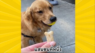 สัตว์เลี้ยงเพื่อนขนปุย : แสนซนที่หนึ่ง