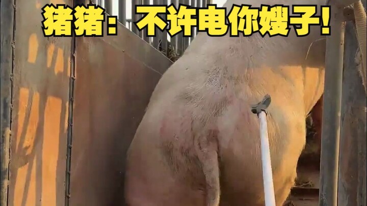 Chú heo: Không được gọi điện cho chị dâu cậu đâu!