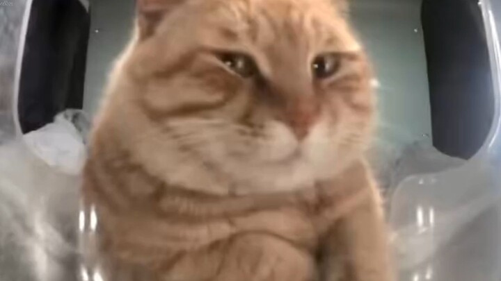 🐱 Totally deadpan! All-star street cats! 🐱