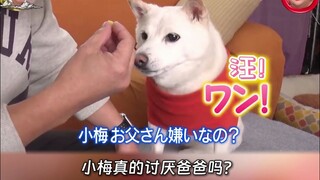 Anjing Shiba Inu kecil menarik kembali satu likes-nya