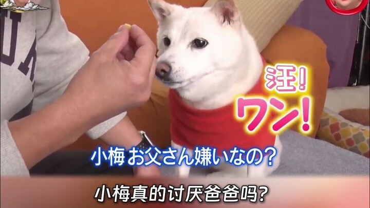 The Shiba Inu unliked a post.