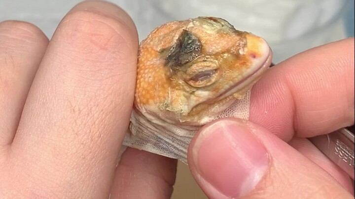 Rescuing the Mille-Feuille, the King of Kappies