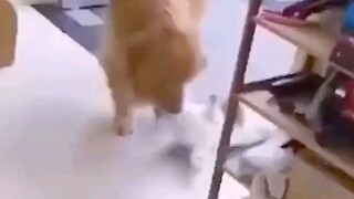 以为是自首，原来是来报案的……