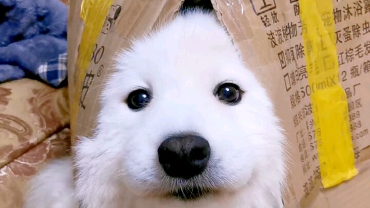 Ever since I gave him wings, I really feel like taking to the skies!