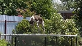 When dogs learn how to play on a trampoline, their happiness is so simple!