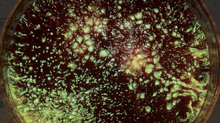 Bersamamu melihat bintang-bintang