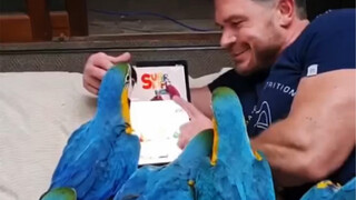Pria ini memelihara 6 ekor burung beo dan memperlakukan mereka seperti anaknya, setiap malam sebelum