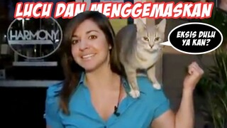 Lucu dan Menggemaskan! Kelakuan Kucing Saat Mengganggu Reporter Televisi Lagi Siaran Langsung