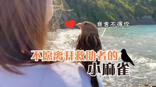 After being released, the little sparrow kept flying back again and again, forging a deep bond with 