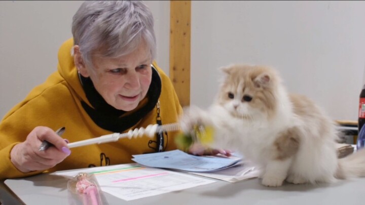 The first time the kitten went to a compe*on, he took away the referee's grandma's cat-stick... H